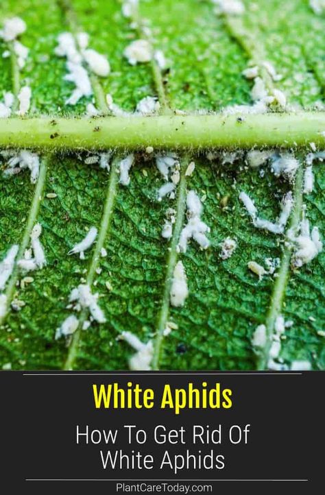 White aphids are also called 'plant lice' because of their piercing-sucking mouthparts. They are slow-moving, active, and common soft-bodied garden pests. We share how to get rid of them. How To Get Rid Of Afids In The Garden, Plant Pests How To Get Rid, Aphids How To Get Rid Of, How To Get Rid Of Aphids On Plants, Aphids How To Get Rid Of Naturally, Aphids On Plants, Sorrel Plant, Plant Lice, Kill Weeds Naturally