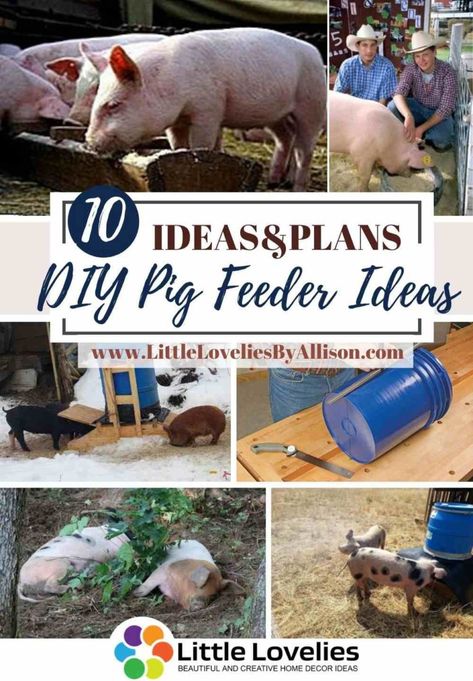 10 Cost-Effective DIY Pig Feeder Plans to Adopt Diy Pig Feeding Trough, Diy Outdoor Pig Pen, Automatic Pig Feeders Diy Ideas, 4h Pig Pen, Pig Enclosure Outdoor, Diy Hog Feeder, Pig Toys Diy, Pig Feeders Diy Ideas, Potbelly Pig Pen Ideas