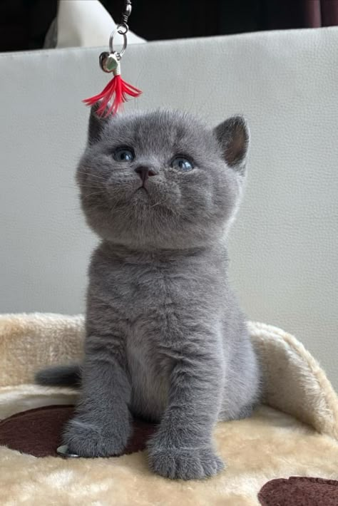 British Blue Kitten, Dog Nature, British Shorthair Kittens, Kitten Cute, Travel Dog, Dream's Cat, Kitten Photos, Russian Blue Cat, British Shorthair Cats