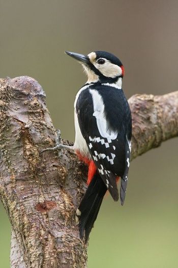 D. m. pinetorum, malePhoto © by Clive WatsonSurrey, England, 15 March 2008 Great Spotted Woodpecker, Birds Beautiful, Spotted Woodpecker, Woodpeckers, Most Beautiful Birds, British Wildlife, Wildlife Photos, Nature Birds, Backyard Birds