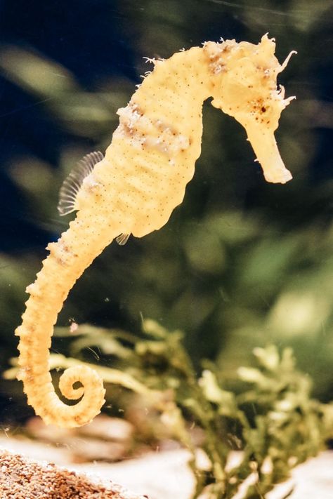 Seahorse Pictures, Seahorse Image, Pink Jellyfish, Yellow Sea, Yellow Plants, Bottom Of The Ocean, Lion Fish, Beautiful Sea Creatures, Hawaii Usa