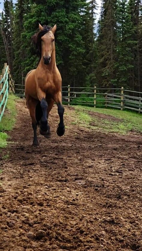 Friesian Cross Horse, Buckskin Friesian, Buckskin Horse, Horses, Animals, Quick Saves