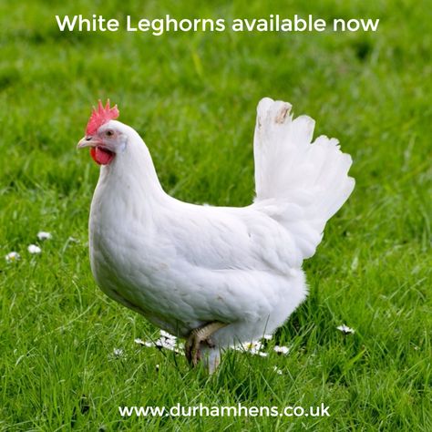 White Leghorns available now at Durham Hens www.durhamhens.co.uk/ White Leghorn Chicken, Leghorn Chicken, Best Chicken Breeds, Animals Shelter, Best Laying Chickens, Leghorn Chickens, Hen Houses, Laying Chickens Breeds, Best Egg Laying Chickens