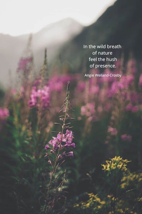 soulful nature quote | purple and yellow wildflowers | nature photography by Eberhard Grossgasteiger | a blog post to soothe the soul about reclaiming your inner wild nature child to relieve stress and promote well being |  "In the wild breath of nature feel the hush of presence."  #quotes #soulful #naturequotes #naturephotography #eberhardgrossgasteiger #wildflowers #meadow #inspirational #nature #blogging #naturelovers #fun #wellbeing #childhood #angieweilandcrosby #momsoulsoothers Nature Sounds Quotes, Nature Soul Quotes, Wild Nature Quotes, Meadow Quotes, Wild Flowers Quotes, Presence Quotes, Quotes Shakespeare, Nature Quotes Beautiful, Pagan Quotes