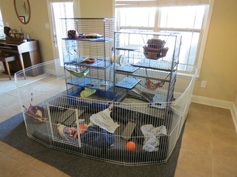 Indoor ferret enclosure :: i would want to put about four cages together instead, but this is a sweet idea. :] Ferret Play Pen Ideas, Ferret Playpen, Ferret Cage Ideas, Ferret Enclosure, Big Shelves, Ferret House, Ferret Ideas, Ferret Diy, Rattus Rattus