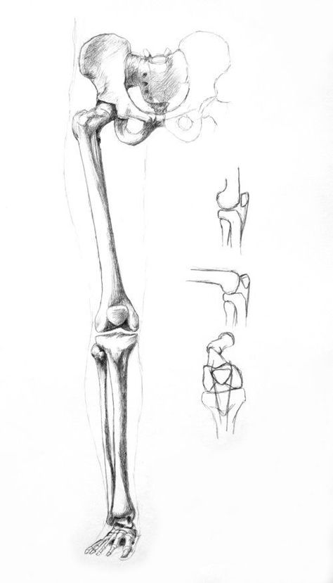 Bones Of The Hip, Leg Bones Anatomy Drawing, Bone Study Drawing, Leg Bones Drawing, Hip Bone Drawing, How To Draw Bones, Skeleton Legs Drawing, Leg Bones Anatomy, Bones Drawing