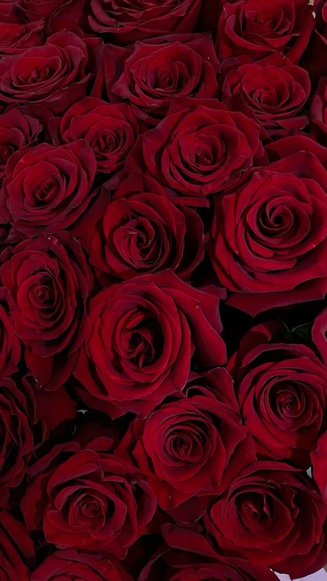 Received Flowers, Ruby Aesthetic, Bunch Of Red Roses, Garden Displays, Roses Bouquet Gift, Wallpaper Rosa, Dark Red Background, Red Roses Wallpaper, Content Plan