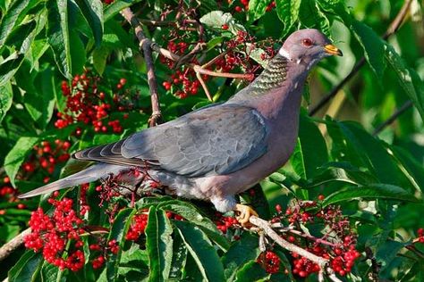 Band-tailed Pigeon | Patagioenas fasciata Band Tailed Pigeon, Birds Pictures, Northern Florida, Guinea Fowl, Dove Bird, Bird Pictures, Pigeon, Paloma, Habitat