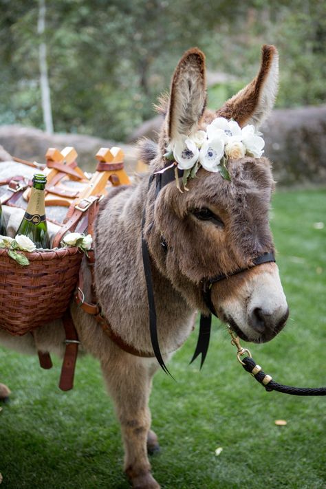 Little Burro Burrito in her custom flower headpiece and champagne baskets ~ LOVE ~ Wedding Donkeys, Donkey Photography, Donkey Wedding, Beer Burro, Shrek Wedding, Donkey Costume, Donkey Care, Bar Trailer, Mini Donkey