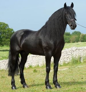 Murgese Horse Info, Origin, History, Pictures | Horse Breeds Information & Pictures Canadian Horse, Barrel Racing Saddles, Rare Horses, Gorgeous Horses, Horse Halters, Horse Info, Horse Show Clothes, Barrel Racing Horses, Morgan Horse