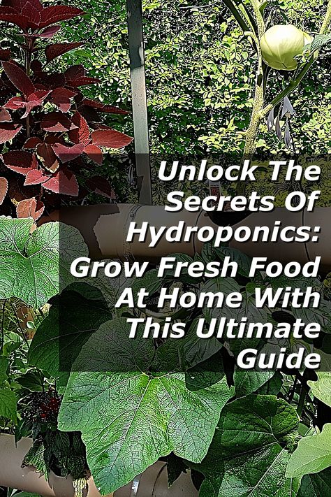 Discover the transformative world of hydroponics with our ultimate guide, "Unlock The Secrets Of Hydroponics: Grow Fresh Food At Home." Dive into innovative techniques that allow you to cultivate fresh produce right in your own space, no soil required. Learn about essential equipment, nutrient solutions, and step-by-step methods to create your own thriving hydroponic garden. Start your journey to sustainable living and enjoy the benefits of homegrown food today! Homemade Hydroponic System, Homemade Hydroponics, Hydroponic Garden, Homegrown Food, Food At Home, Sustainable Garden, Hydroponics System, Hydroponic Gardening, Fresh Produce