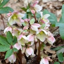 Helleborus Ivory Prince Christmas Rose Twig Dogwood, American Meadows, Lenten Rose, Crop Production, Christmas Rose, Starter Plants, Planting Roses, Hardy Perennials, Perfect Plants