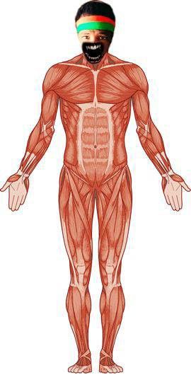 Muscular System Anatomy, Pain Chart, Human Muscle Anatomy, Human Body Organs, Human Body Anatomy, Muscular System, Muscle Anatomy, Human Anatomy Drawing, Human Anatomy And Physiology