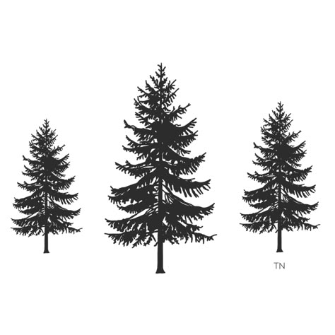 Conifer Tree Drawing, Western White Pine Tattoo, Pine Trees Tattoo, Evergreen Tree Sketch, Evergreen Drawing, Pine Tree Sketch Simple, Simple Pine Tree Tattoo, Trees Line Drawing, Pine Tree Outline