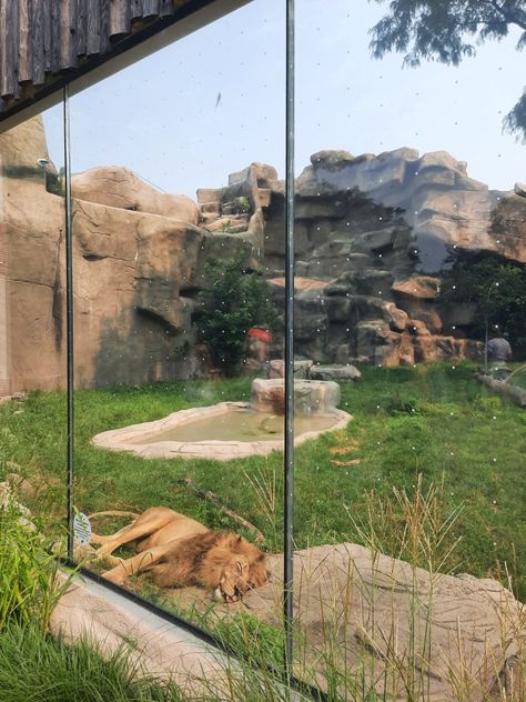 Lion Habitat, Lion Enclosure, Bear Zoo, Detroit Zoo, Zoo Project, Panthera Leo, Zoo Architecture, Zoo Keeper, Film Background