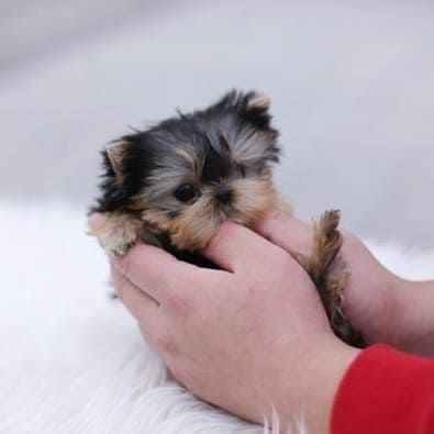 Tiny Puppies Tea Cups For Sale, Yorkie Puppies For Adoption Near Me, Teacup Yorkie Puppy For Sale Tea Cups, Teacup Yorkie Puppies For Sale Near Me, Teacup Puppies For Sale Near Me, Teacup Puppies For Sale Near Me Cheap, Yorkie Poo For Sale, Teacup Yorkie For Adoption, Tea Cup Puppies