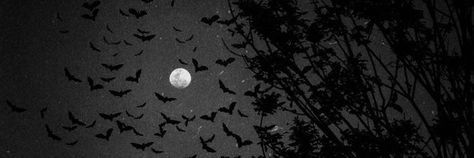 Bat Twitter Header, Gothic Discord Banner, Black Aesthetic Banner, Dark Emo Aesthetic, Vampire Banner, Gothic Header, Horror Banner, Discord Dividers, Anime Moon