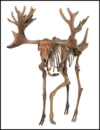 Moose Skull, Irish Elk, Moose Tracks, Animal Skeleton, Dead Animals, Bull Moose, Animal Skeletons, Ghost Light, Animal Study