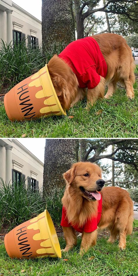 Golden Retriever Costume, Cute Dog Halloween Costumes, Puppy Halloween Costumes, Cute Dog Costumes, Puppy Costume, Scary Dogs, Diy Dog Costumes, Dog Photoshoot, Pet Halloween Costumes