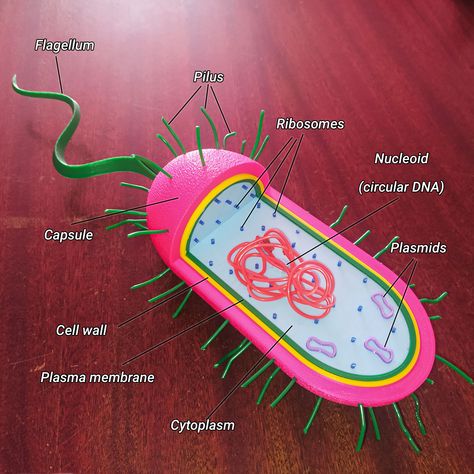 Parts Of The Cell, 3d Cell, Prokaryotic Cell, Cells Project, Plasma Membrane, Cell Wall, Class Notes, Medical Education, The Cell