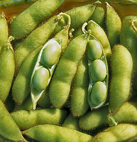 Envy Soybeans: Earliest green soybean. Upright 2' plants that ripen early for "edamame" which are boiled fresh in the pod at green stage. After boiling remove beans from pod to eat. Add a little soy sauce if desired. Can also be left to mature and used as dry bean. Exceptional quality and yields. Popular in the Northern US and Canada. Originally developed by Prof. Meader at the University of NH. Soybeans Plant, Sally Fallon, Soy Allergy, Red Carrot, Vegan Protein Sources, Cabbage Seeds, Hot Pepper Seeds, University Of New Hampshire, Soy Recipes