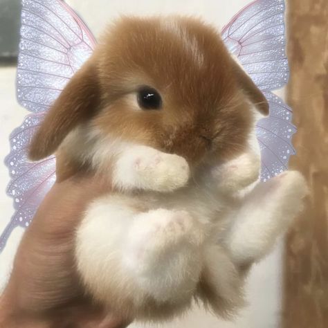 ( not my pic just added wings!) Pet Bunny, Cute Memes, Cute Little Animals, Cute Bunny, Loving U, Dear Friend, We Heart It, Kittens, Cute Animals