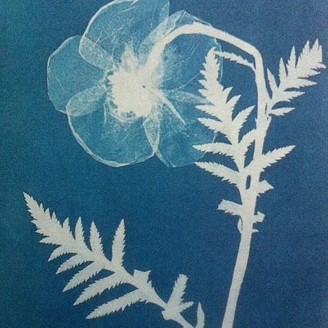 Anna Atkins, Papaver Orientale, Cyanotype Process, Drawing Studies, National Art, Victoria And Albert, Victoria And Albert Museum, Architecture Drawing, Maple Leaf Tattoo