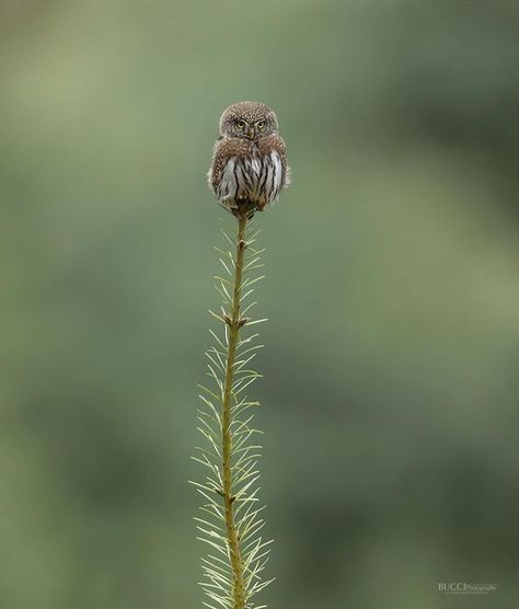 Pygmy Owl, Canadian Things, Sense Of Sight, Owl Photos, Owl Pictures, Dark Heart, Owl Lovers, Beautiful Nature Wallpaper, Colorful Birds