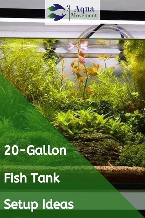 A 20-gallon tank is a great starter tank in keeping fish for beginners. Here are some 20-gallon fish tank setup ideas to get you started. 20 Gallon Fish Tank Ideas, Fish Tank Setup Ideas, 20 Gallon Long Aquarium, 20 Gallon Fish Tank, Tank Setup Ideas, Fish For Beginners, 20 Gallon Aquarium, Aqua Garden, Water Terrarium