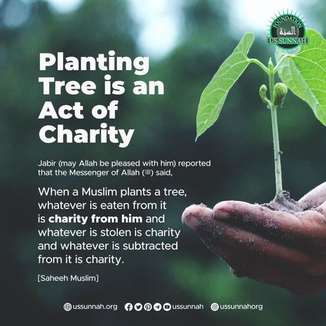 🔖 The more people take benefit of the tree you plant, the more reward you will get. It is the same as the wealth you give to help needy people. 📥 Waqf is the way to preserve your wealth. Join our Waqf Program to help us-Sunnah Foundation's growth at ussunnah.org/waqf #ussunnah #hadith #hadith #plant #tree #benefit #charity #fruit #islam #muslim #believer Helping Needy, Planting A Tree, Needy People, Planting Trees, Plant Tree, All About Plants, One Tree, Quran Quotes, In Nature