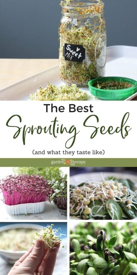 Sprouts Benefits, Sprouted Seeds, Seed Sprouting, Grow Sprouts, Sprouts Recipes, Radish Sprouts, Growing Sprouts, Fresh Eats, Garden Therapy