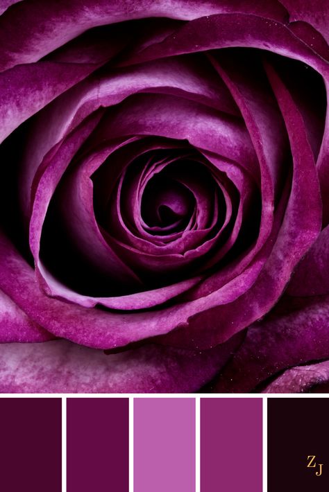 ZJ Colour Palette 311 #colourpalette #colourinspiration Aubergine Colour, Purple Stuff, Rose Leaf, Color Board, Paint Color Palettes, Purple Colour, Rose Photos, Color Psychology, Purple Rose