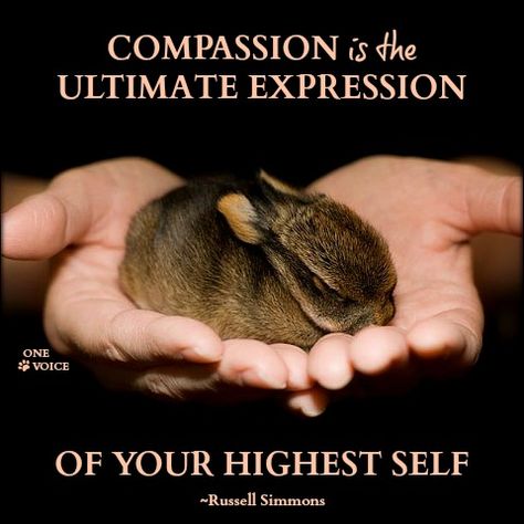 Animal Rights Quotes, Vegan Quotes, Animal Liberation, Your Higher Self, Small Stuff, Higher Self, Animal Welfare, Vegan Life, Animal Rights