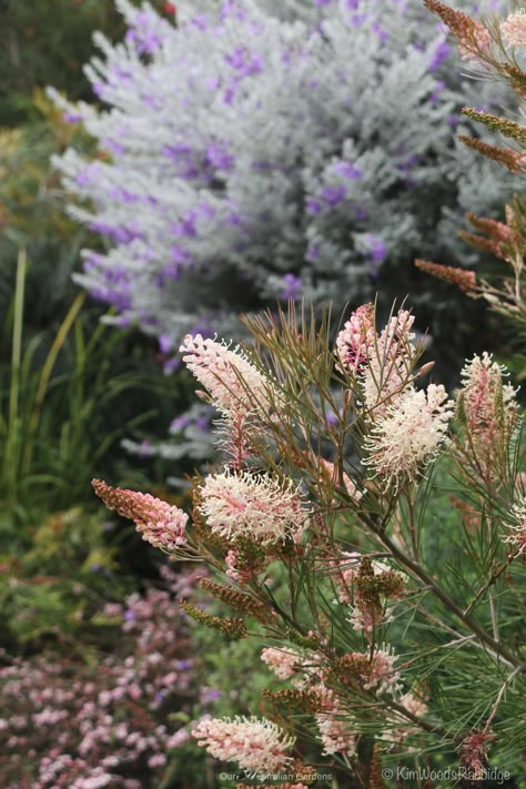 ‘Terrara’ – A Native Garden Haven – Our Australian Gardens Australian Gardens, Australian Garden Design, Bush Garden, Australian Native Garden, Front Garden Design, Australian Flowers, Australian Native Flowers, Australian Plants, Australian Garden