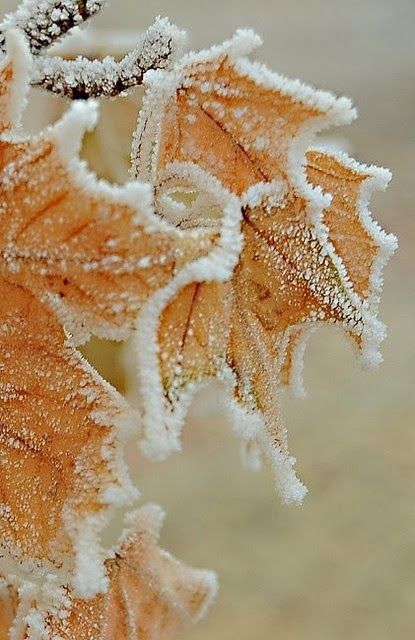 November Not that we had much but we had our 1st frost and kiss of snow, WOW it was cool !!!. Foto Macro, Winter Szenen, Winter Beauty, Fall Pictures, Winter Wonder, Alam Yang Indah, Winter Photography, Pics Art, Winter Scenes