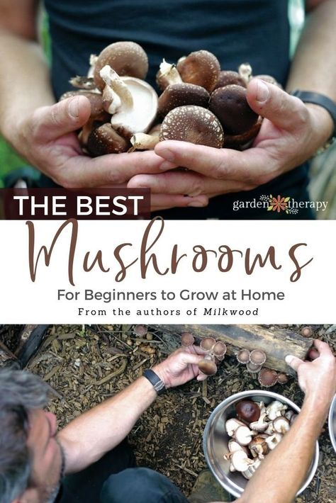 How To Grow Edible Mushrooms, Growing Edible Mushrooms, How To Grow Mushrooms Indoors, Home Grown Mushrooms, Outdoor Mushroom Garden, Indoor Mushroom Garden, How To Grow Mushrooms From Scraps, Growing Mushrooms Outdoors, Planting Mushrooms