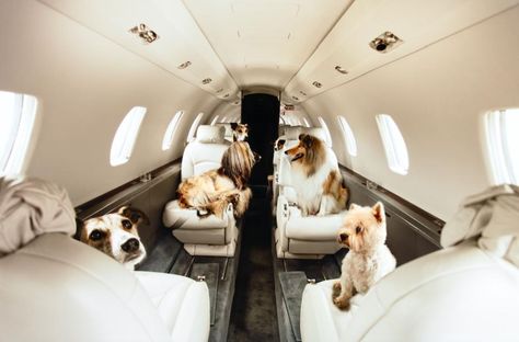 Pets on a private jet. Flying With Pets, Dog Hotel, Luxury Pet, Dog Agility, Pet Sitters, Dog Travel, Private Jet, Little Dogs, Dog Pictures