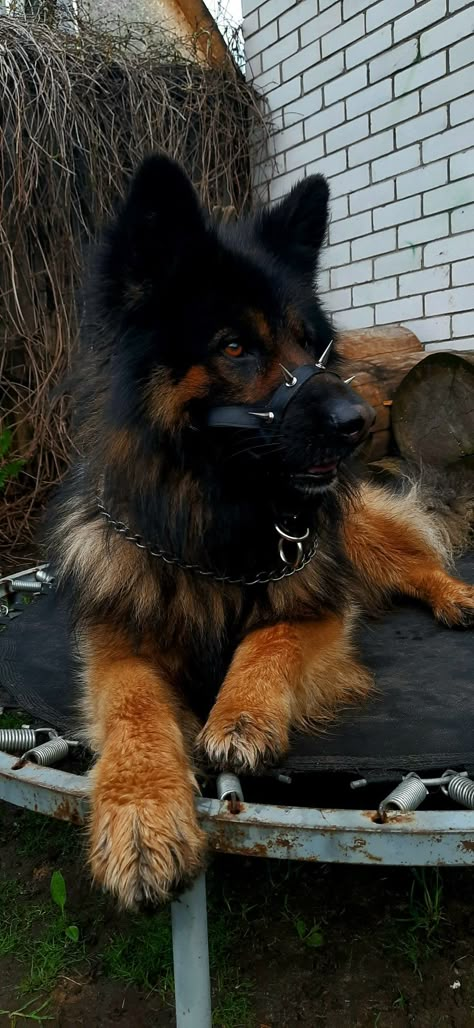 Cute Medium Sized Dogs, Rare Dogs Breeds, German Shepherd Police Dogs, Cool Pets To Own, Human Dog, Wolf Dogs Puppy, Animal Aesthetic, Dog Pics, Fluffy German Shepherd