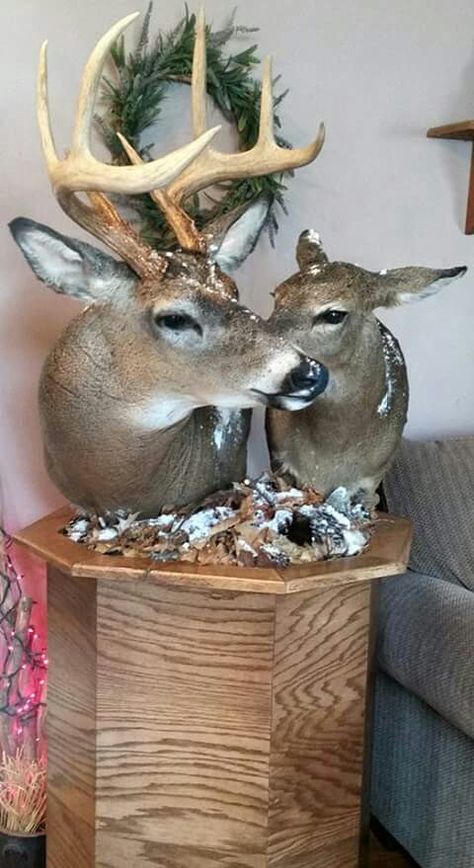 My husband's doe and buck mount. Mounted my Glorioso Wildlife Mounts. Follow his on youtube under NICKYG123100 to see taxidermy instruction videos. Buck And Doe Mount, Whitetail Deer Mounts Taxidermy, Squirrel Mounts Taxidermy, Whitetail Deer Taxidermy, Mule Deer Mounts Taxidermy, Taxidermy Shop, Wildlife Crafts, Hunting Mounts, Tree Stand Hunting