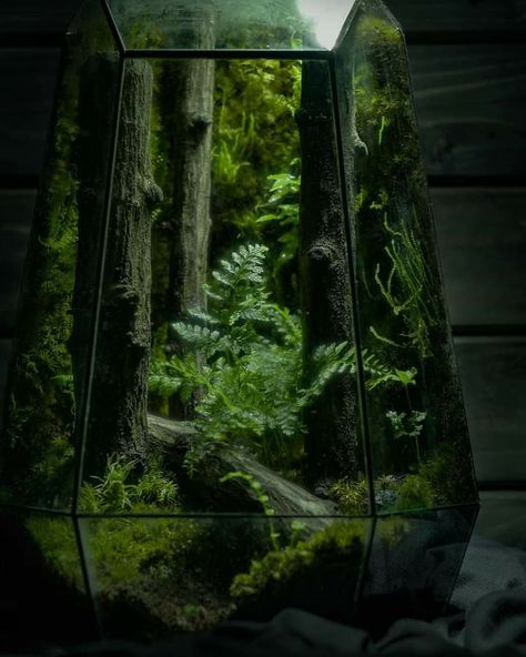 Office Terrarium, Forest Terrarium, Wardian Case, Nature Tank, Gecko Terrarium, Aquarium Architecture, Pet Bird Cage, Beautiful Terrariums, Moss Terrarium