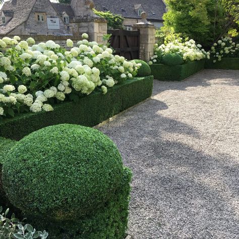 Hydrangea Annabelle, Annabelle Hydrangea, Hydrangea Landscaping, Box Hedging, Front Landscaping, Planting Hydrangeas, Home Landscaping, Herbaceous Perennials, Front Yard Garden