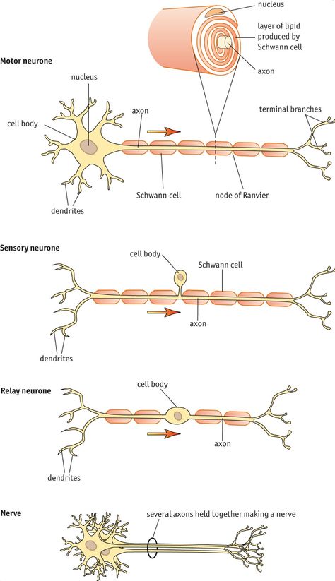 Nerve Cell Structure and Schwann Cells Structure Of Neuron, Nerve Structure, Brain Anatomy And Function, Muscular System Anatomy, Types Of Neurons, Nervous System Anatomy, Nerve Anatomy, Medical Terminology Study, Nerve Cells