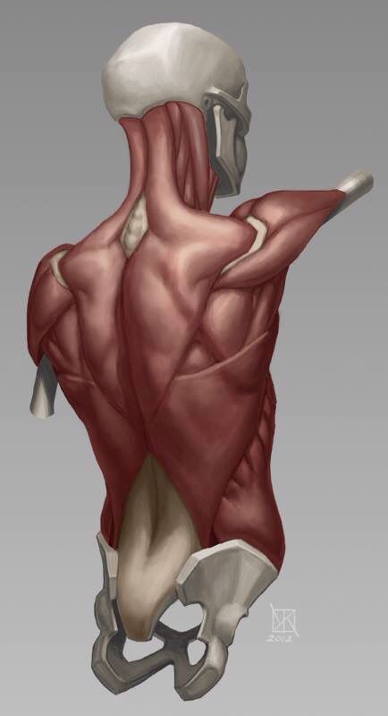 Torso Tutorial, Carl Spitzweg, Human Anatomy Reference, Man Anatomy, Anatomy Sculpture, Anatomy Tutorial, Human Anatomy Drawing, Muscle Anatomy, Human Anatomy Art