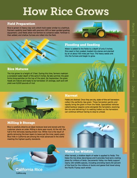 A. This site details how rice grows. B. This can be used in a plant science class to introduce students to the production of rice through each step. Can be used to create an informational presentation on planting, flooding, harvest, etc. Also explains importance to wildlife. How To Grow Rice, Rice Infographic, Small Backyard Garden, Growing Rice, Rice Farming, Rice Crop, Horticulture Therapy, Ag Education, Garden Planning Layout