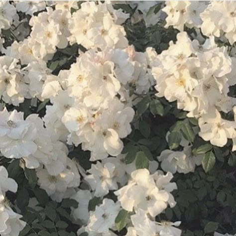 Magic Flower Aesthetic, White Flower Aesthetic, White + Core + Aesthetic, White Azaleas, White Azalea, Pink Images, Nothing But Flowers, Winter Love, Beautiful Bouquet Of Flowers