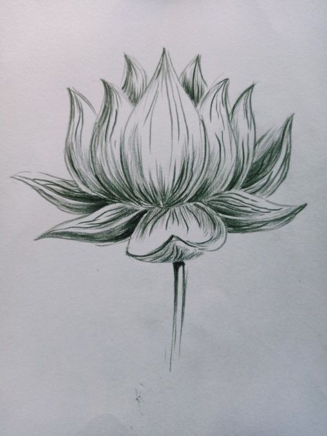 Pencil drawing of flowers Lotus Pencil Shading, Lotus Pencil Drawing, Visual Art Drawing, Shaded Drawings, Easy Pencil Drawing, Easy Butterfly Drawing, Lotus Flower Drawing, Lotus Drawing, Pookalam Design