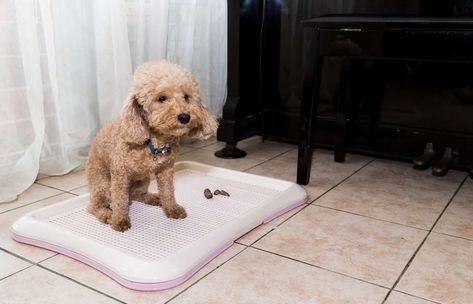 puppy pee pad 2 Poodle Training, Dog Potty Area, Bathroom Outside, Train Dog, Puppy Pads Training, Dog Pee Pads, Dogs Training, Dog Potty, Puppy Pads