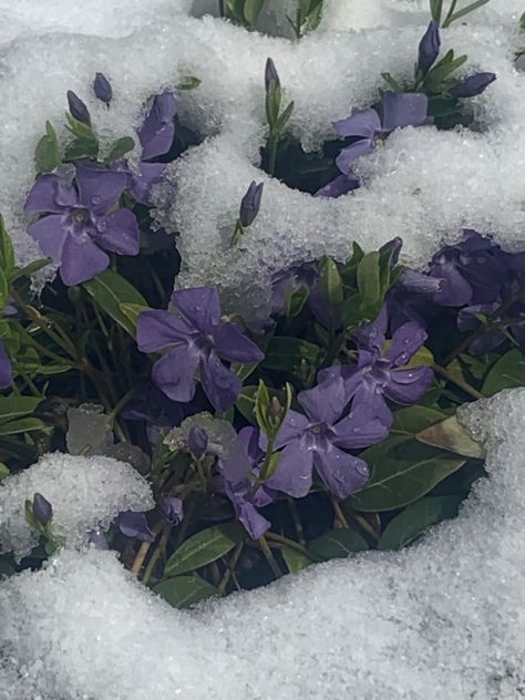 #snow #flower Snow Melting Spring Aesthetic, Nightshade Flower Aesthetic, Lavender Winter Aesthetic, Snowy Flowers Aesthetic, Flowers In Snow Aesthetic, Hycanith Flower Aesthetic, Purple Snow Aesthetic, Snow Flower Aesthetic, Purple Winter Aesthetic