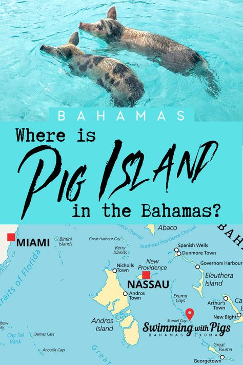 Bahamas Swimming With Pigs, Exuma Bahamas Pigs, Swim With Pigs Bahamas, Things To Do In Bimini Bahamas, Sailing Bahamas, Pig Island Bahamas, Swimming Pigs Bahamas, Pig Beach Bahamas, Bahamas Family Vacation