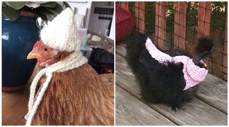 Crochet Hats For Chickens Free Patterns, Crochet Hat For Chicken, Crochet Chicken Clothes, Crochet Hat For Chicken Pattern Free, Chicken Outfits, Chicken Outfit, Chickens In The Winter, Chicken Hats, Chicken Pattern